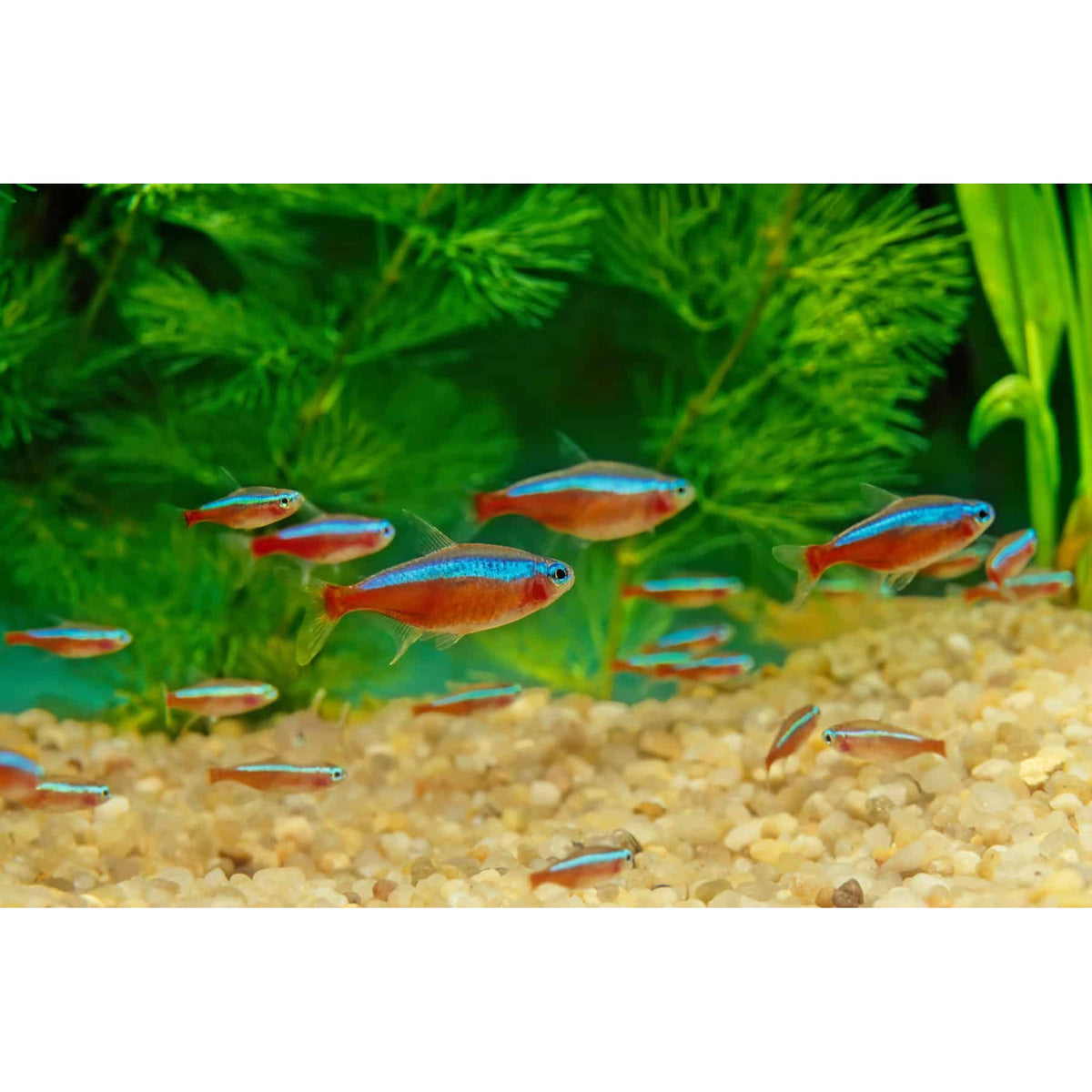 Cardinal Tetra