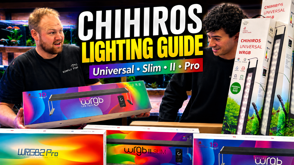 Chihrios Lighting Guide