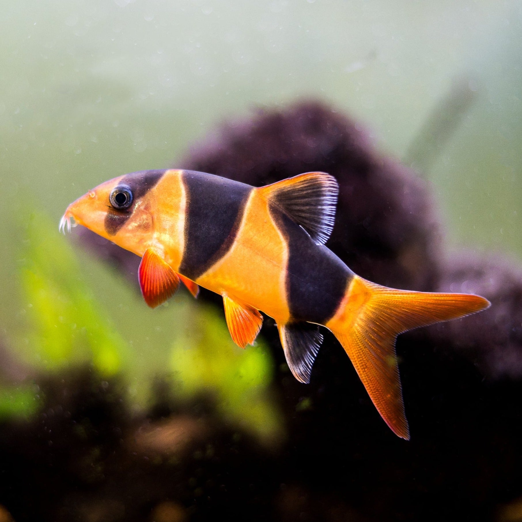 A vibrant orange Clown Loach with bold black stripes swimming in an aquarium.