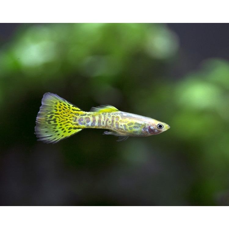 Assorted Male Guppy