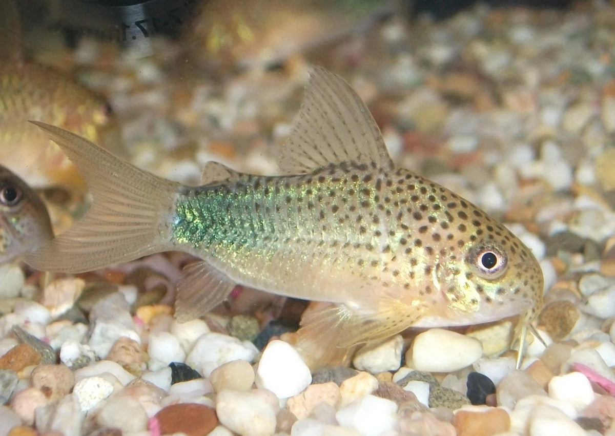 Similis Corydoras