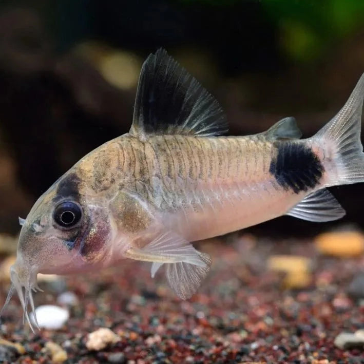 Panda Corydora
