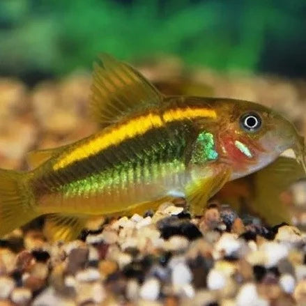 Gold Laser Corydora