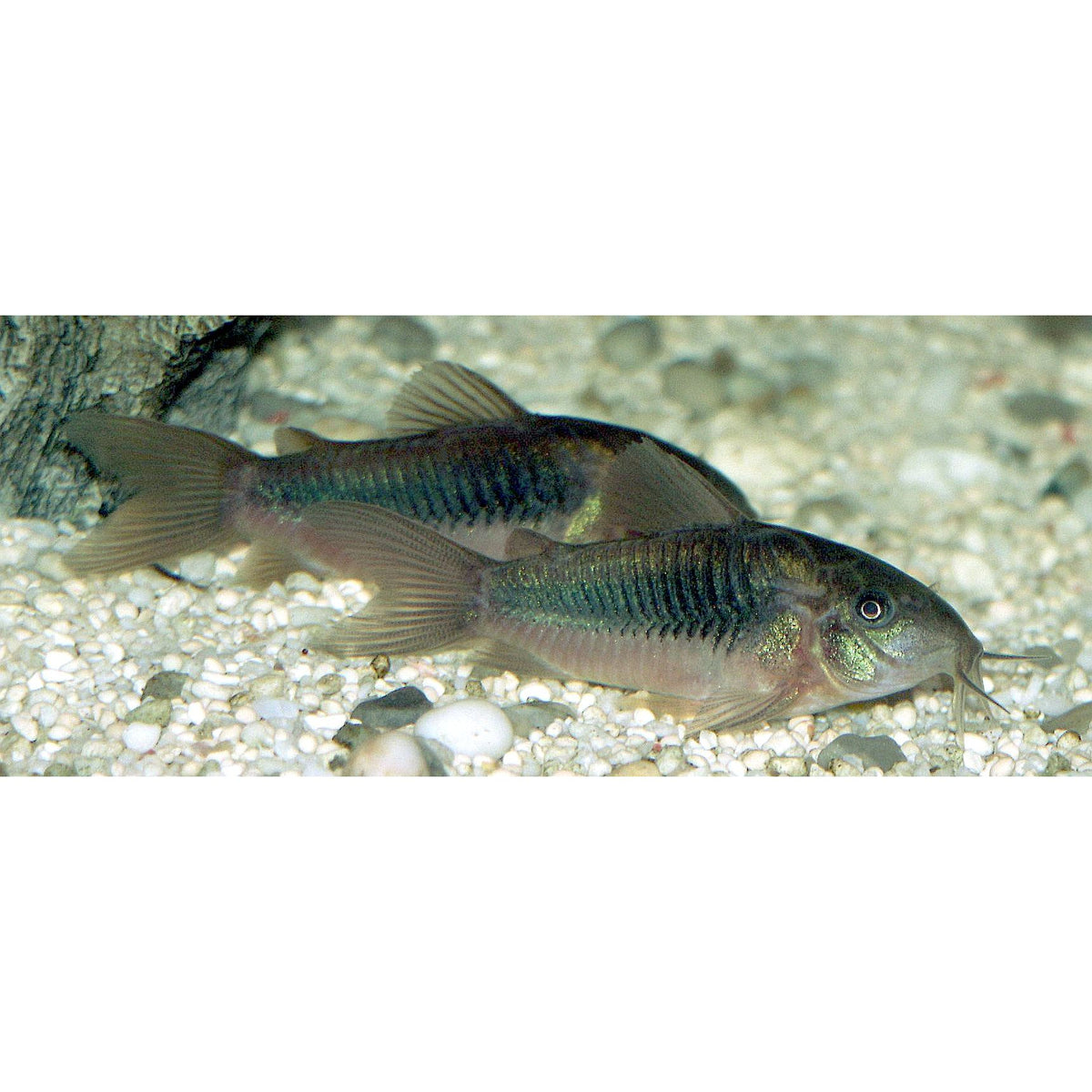 Bronze Corydora