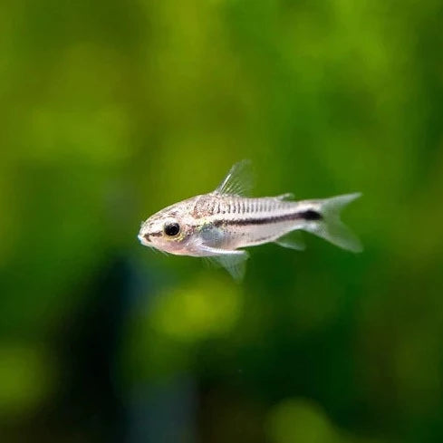 Pygmy Corydoras