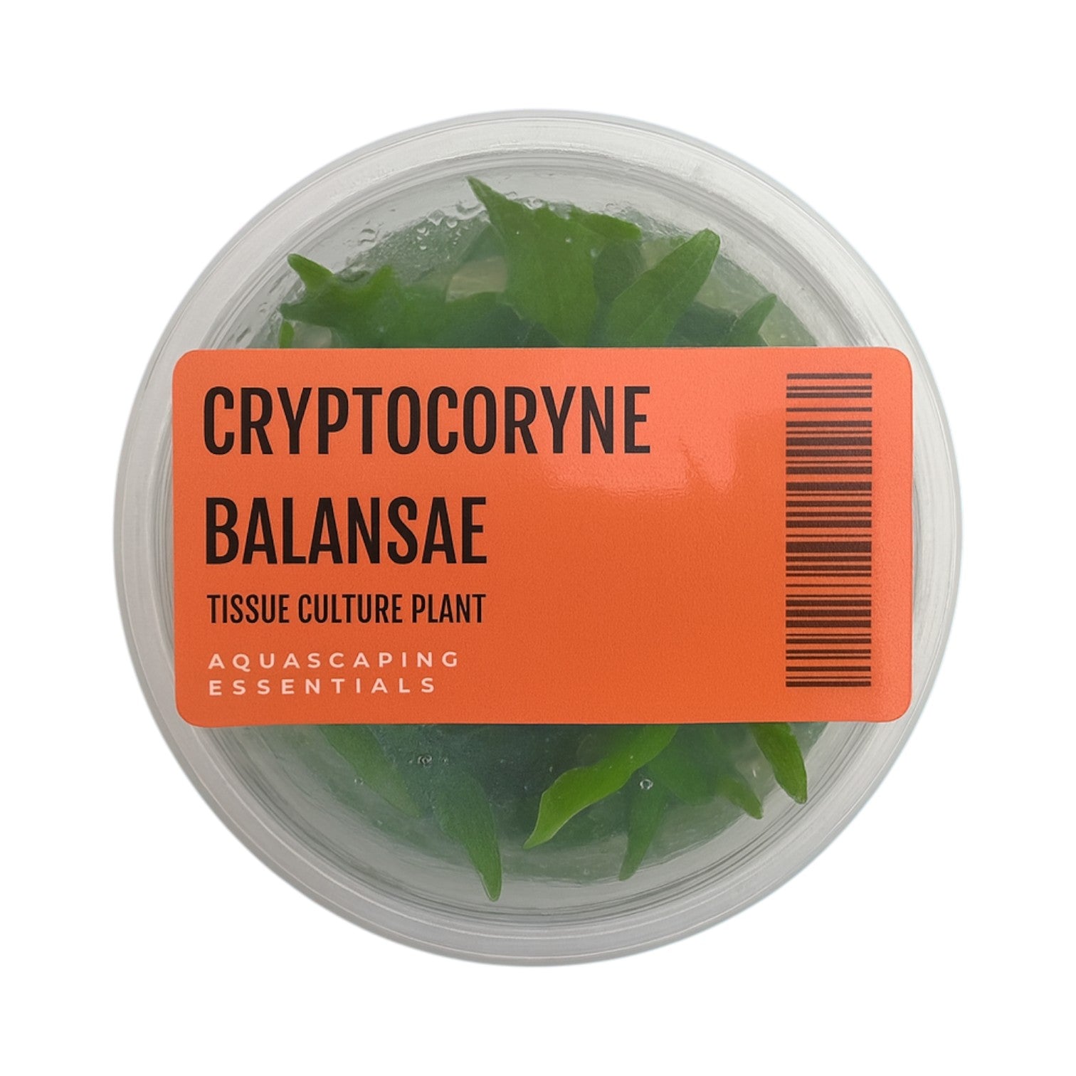 Aquascaping Essentials – Cryptocoryne Balansae Tissue Culture