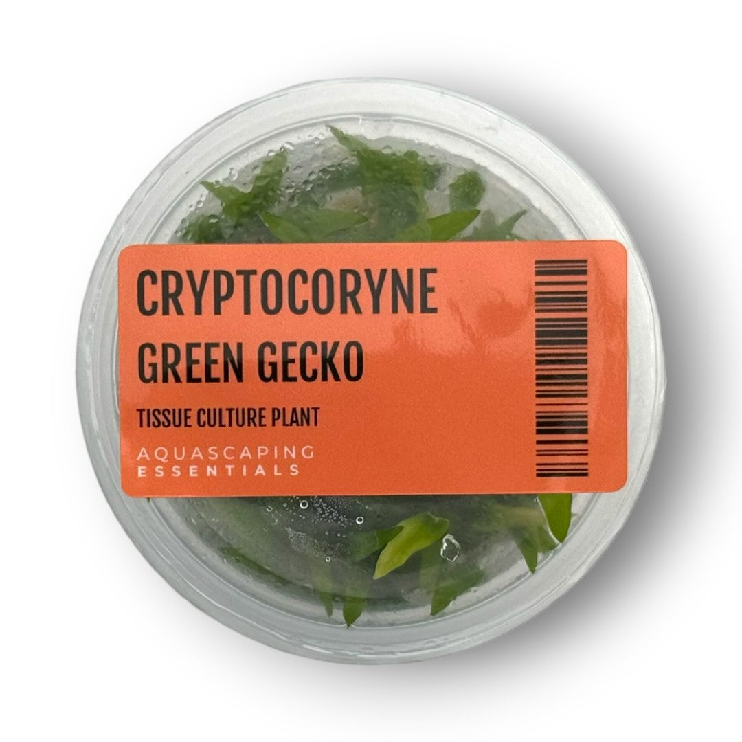 Aquascaping Essentials – Cryptocoryne Green Gecko Tissue Culture