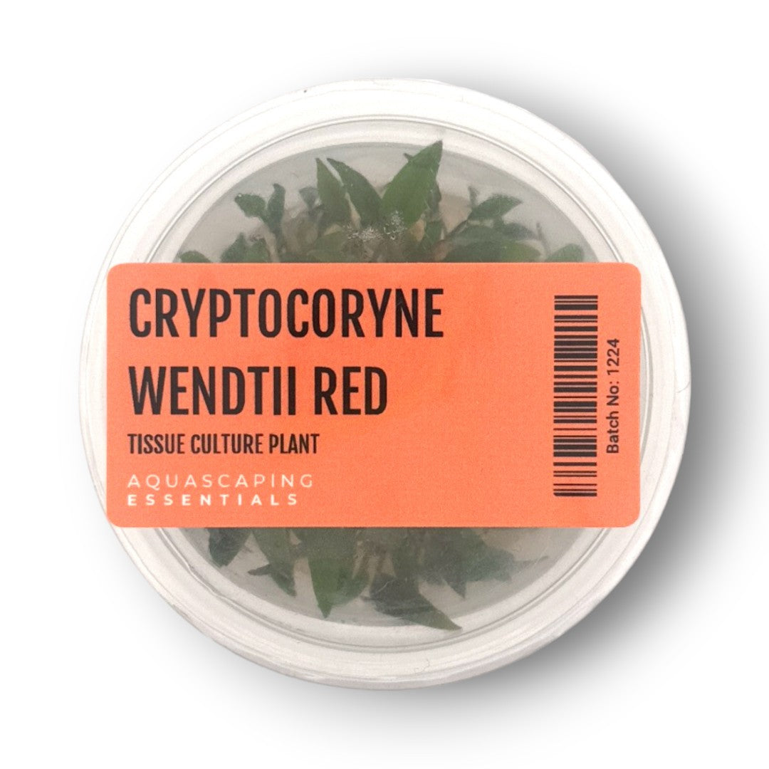 Aquascaping Essentials – Cryptocoryne Wendtii Red Tissue Culture