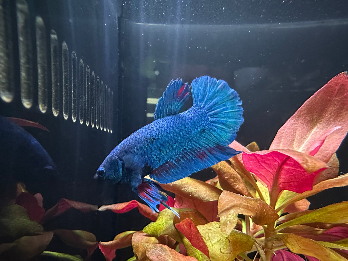 Blue HMPK Male Betta (A6)