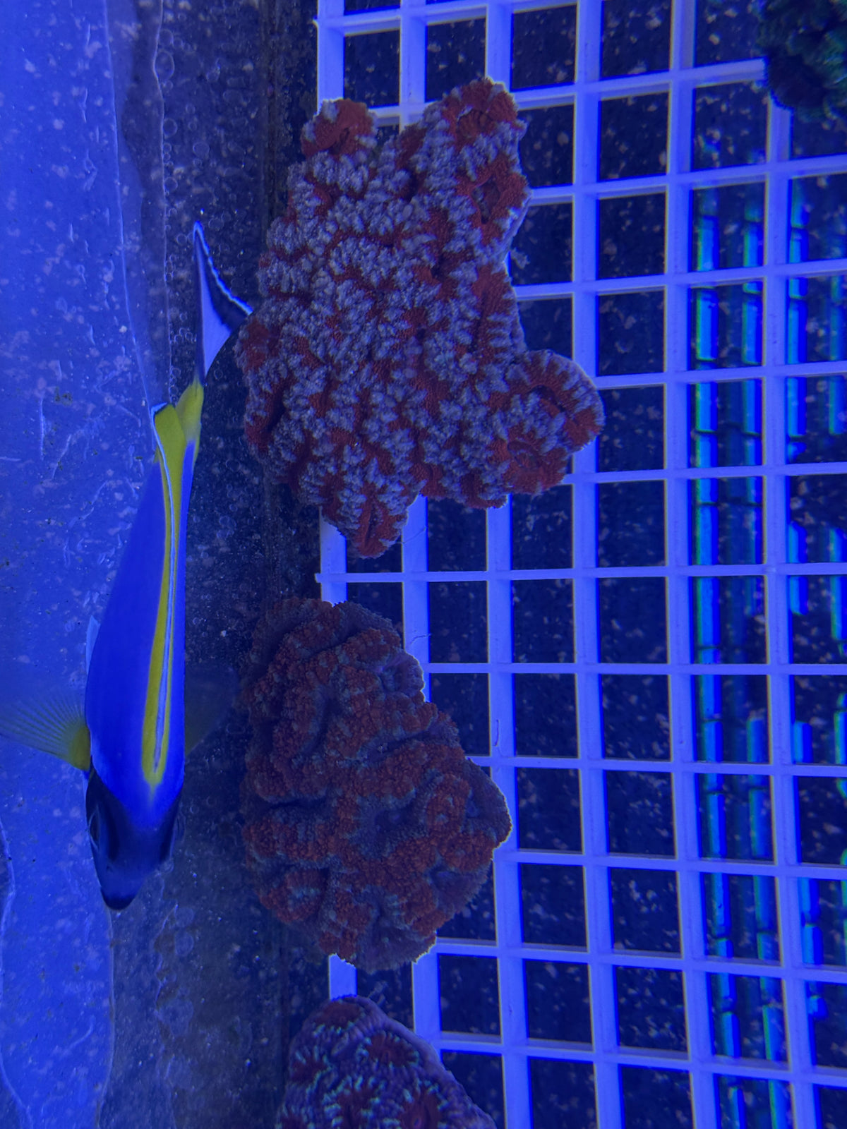 Acan Lord Coral Colony