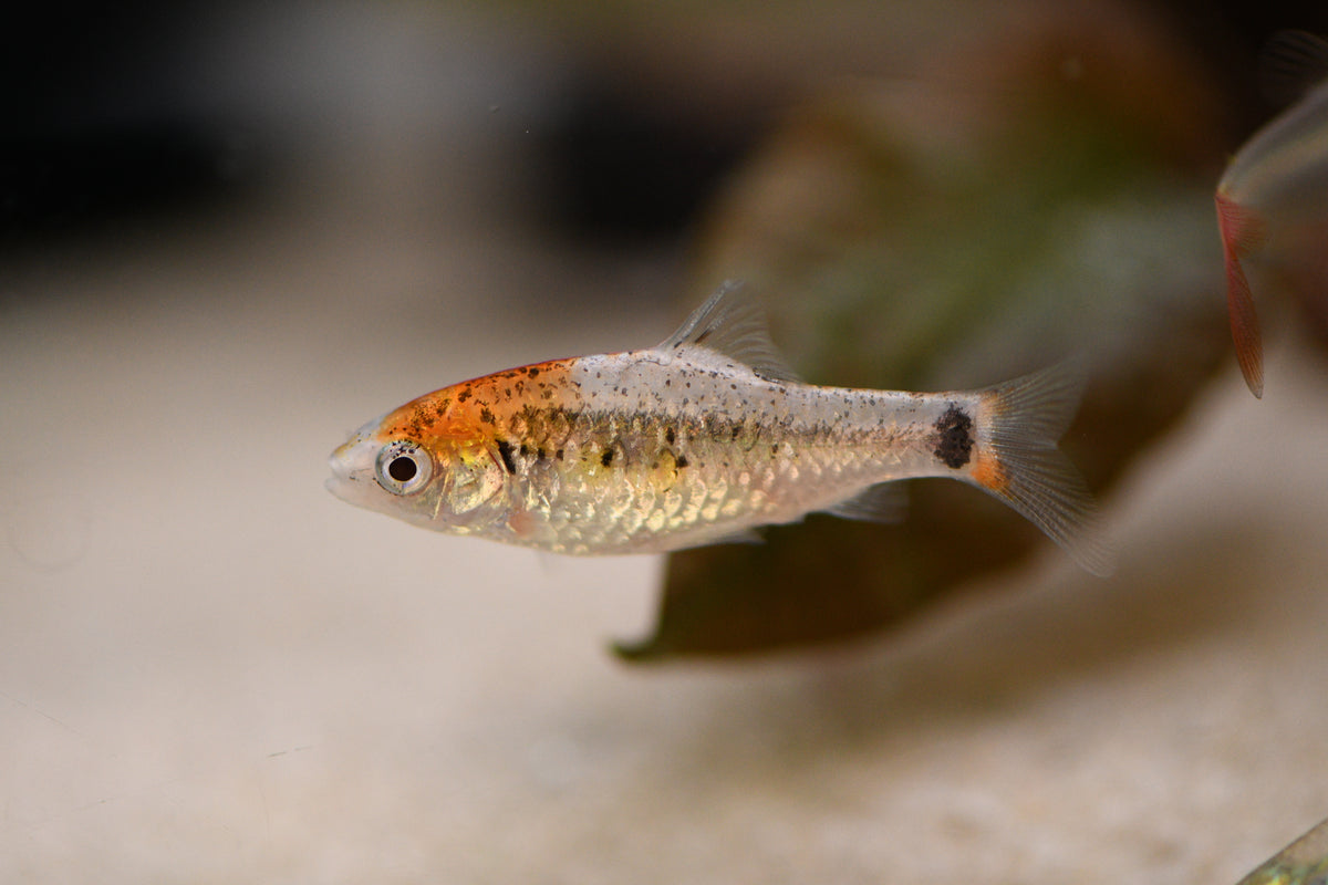 Tri-Colour Barb