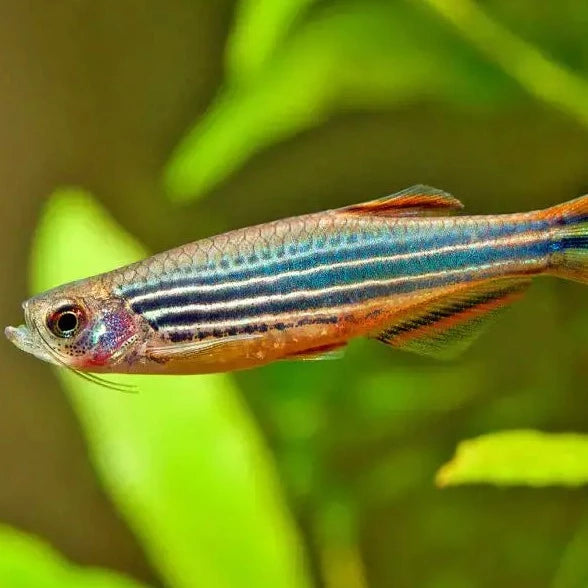 Striped Kyathit Danio