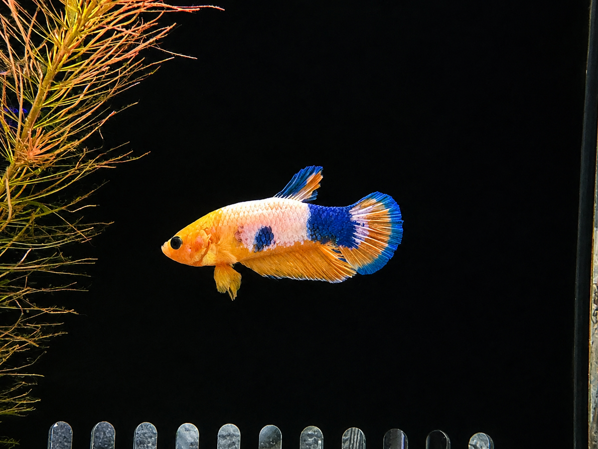Yellow Picasso HMPK Male Betta (B3)