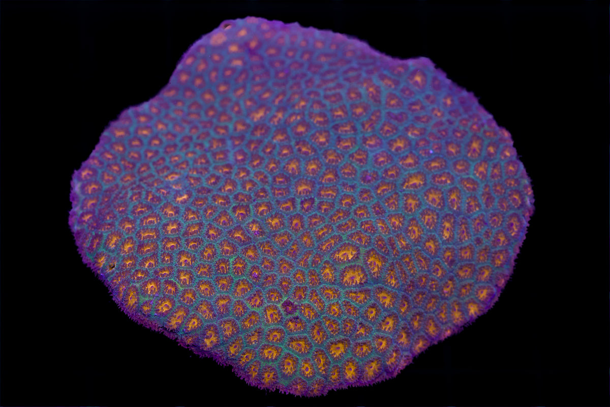 Burning Embers Leptastrea
