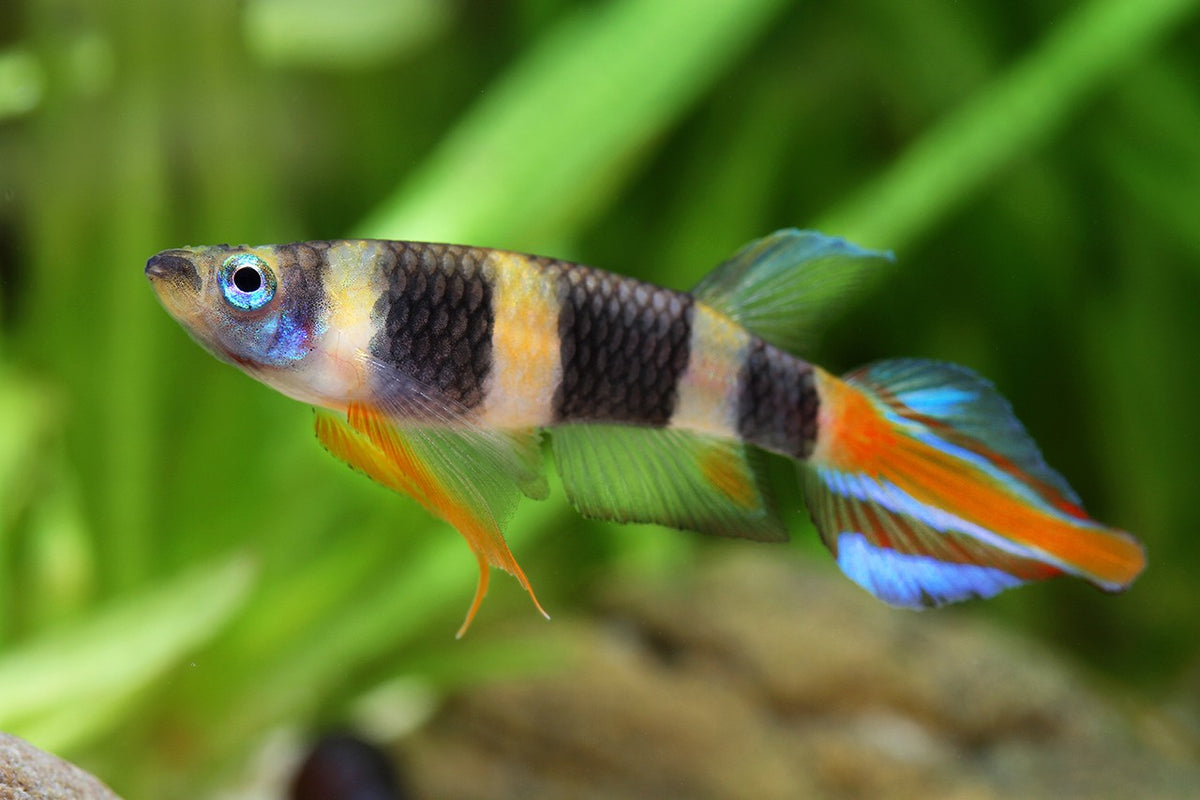 Clown Killifish