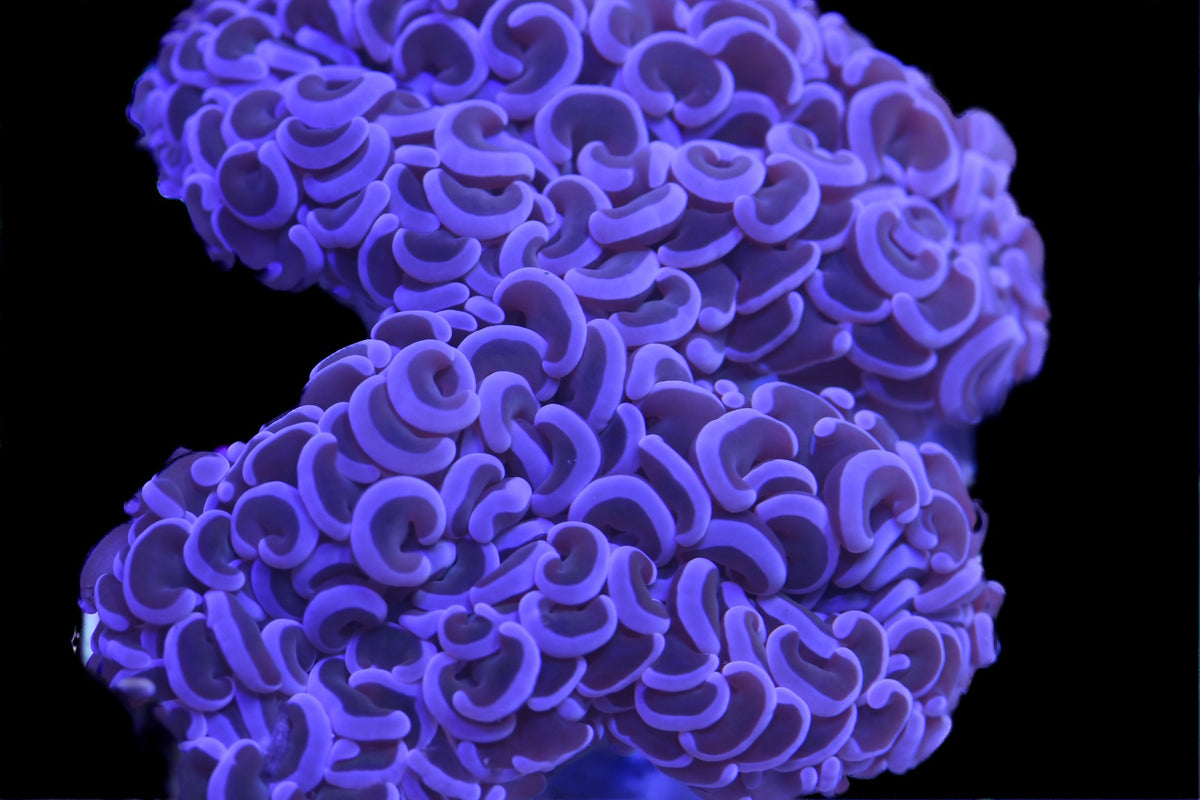 Purple Hammer Coral