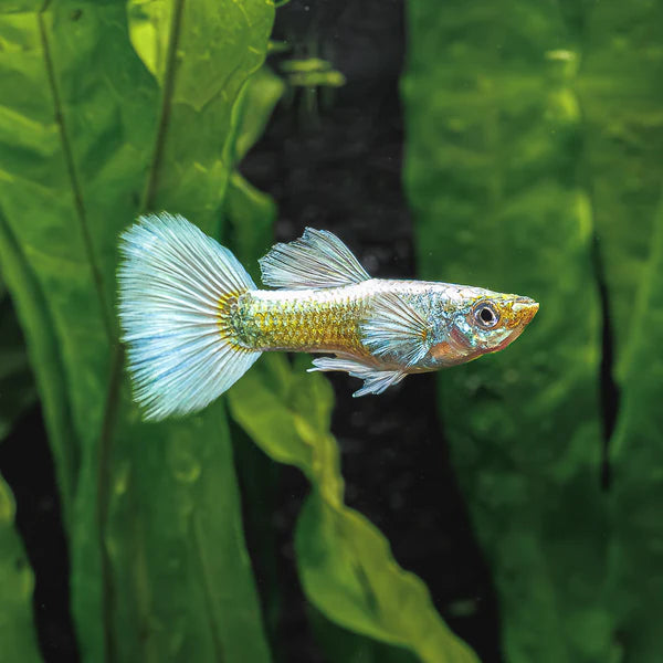 Luminous White Elephant Ear Guppy Pair