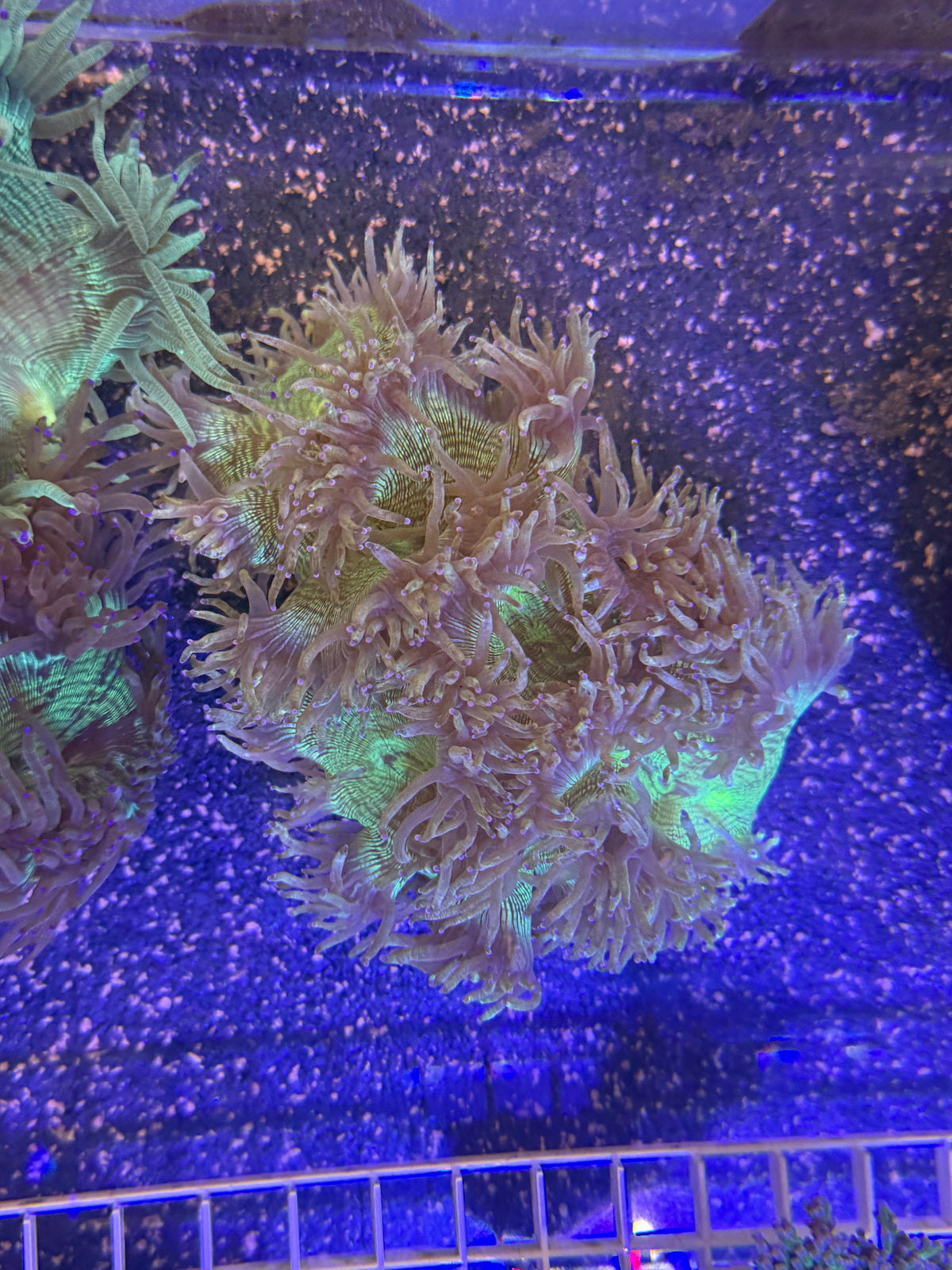 Elegance Coral - CDU