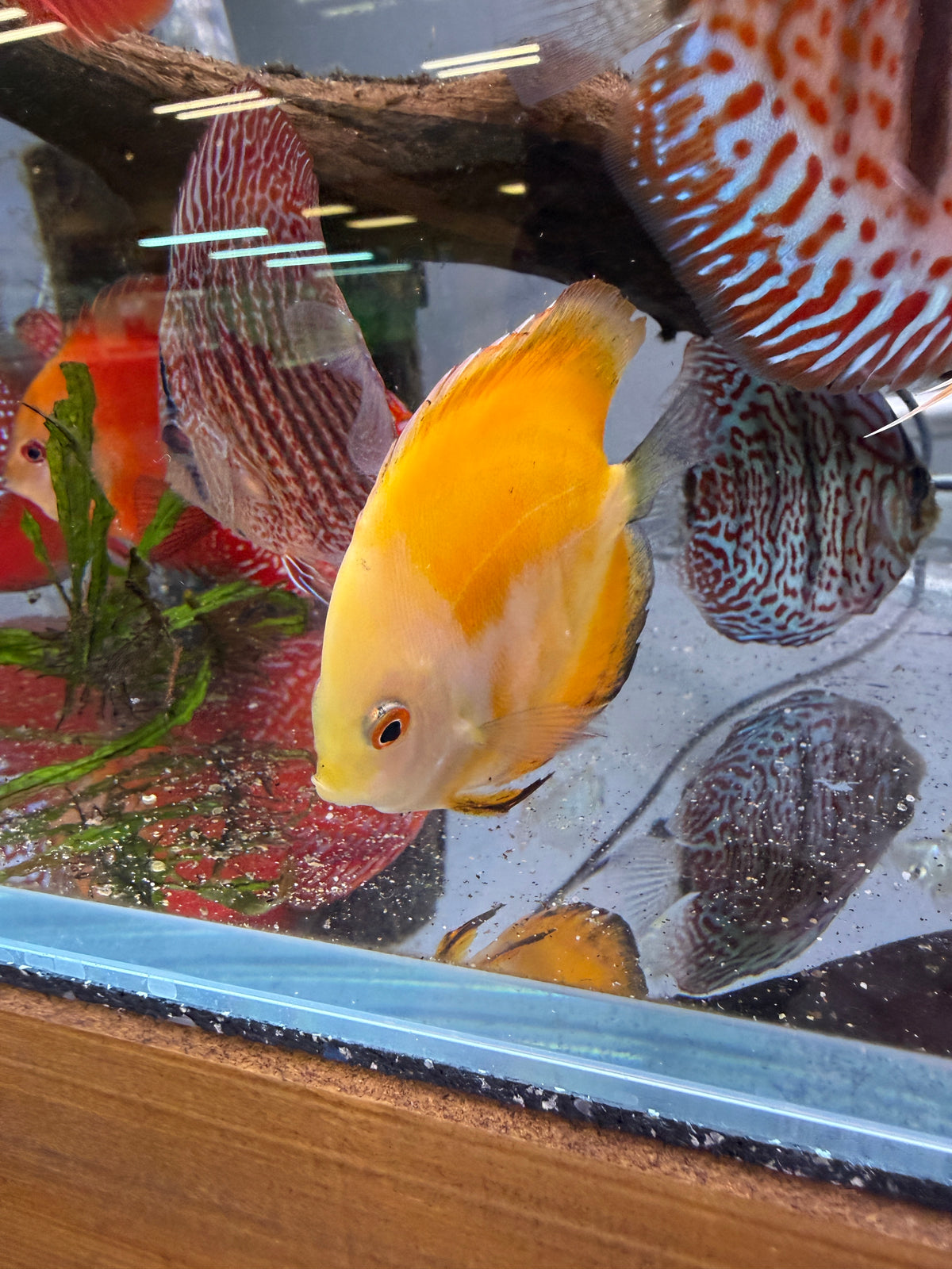 Yellow Sunset Discus