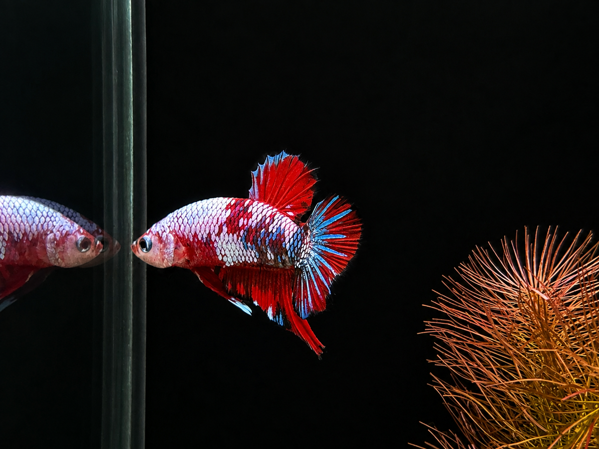Koi Male Betta (B4)