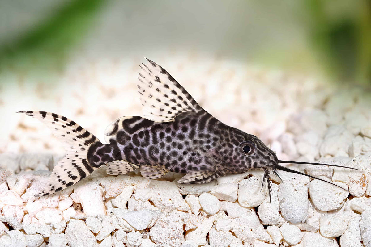 Featherfin Synodontis
