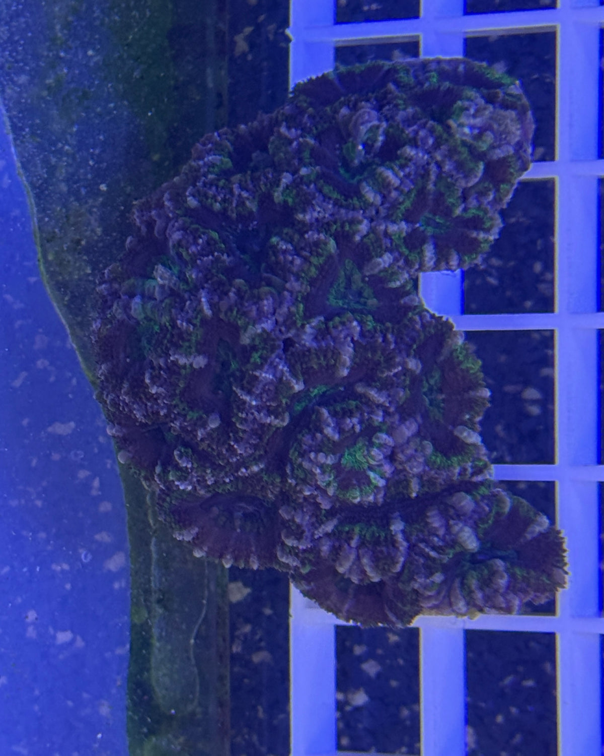 Pink and Green Flecked Acan Lord Colony