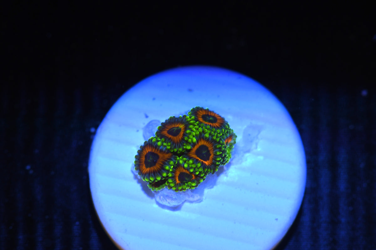 Simply Aquacultured Eagle Eye Zoa frag