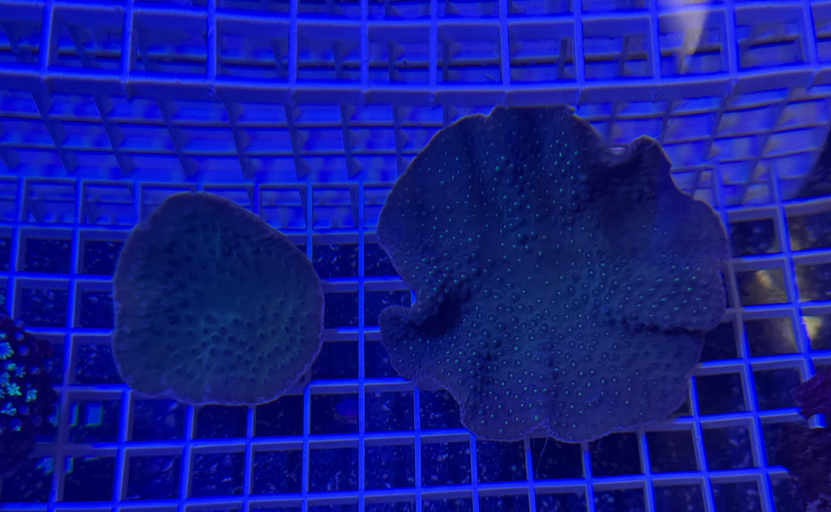 Tubinaria Cup Coral