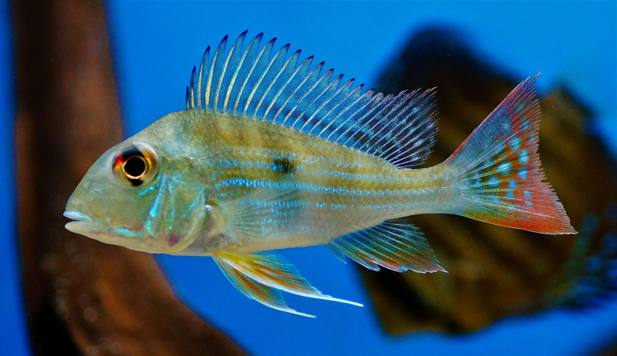 Geophagus Surinamensis