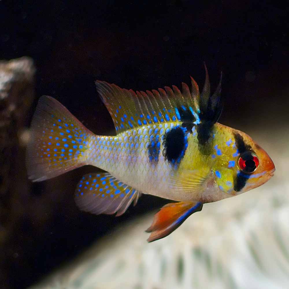 German Blue Ram
