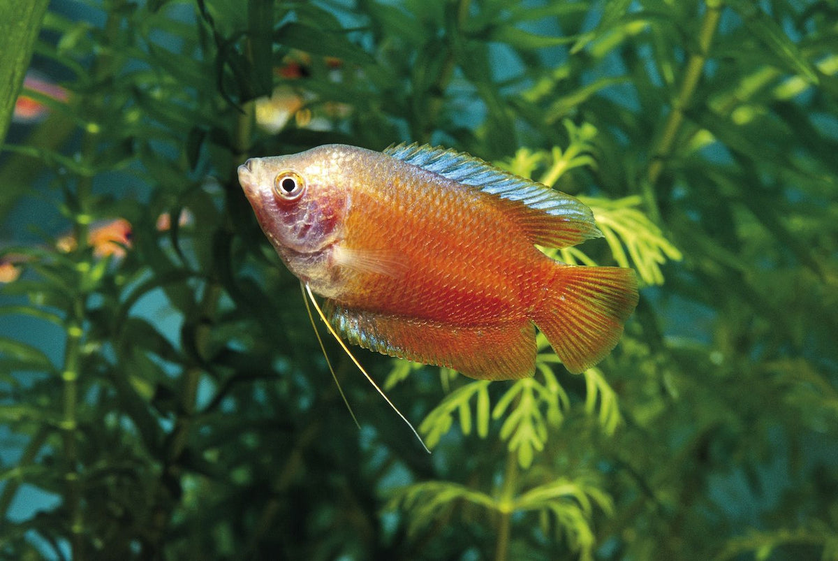 Assorted Dwarf Gourami