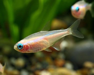 Albino Glowlight Tetra