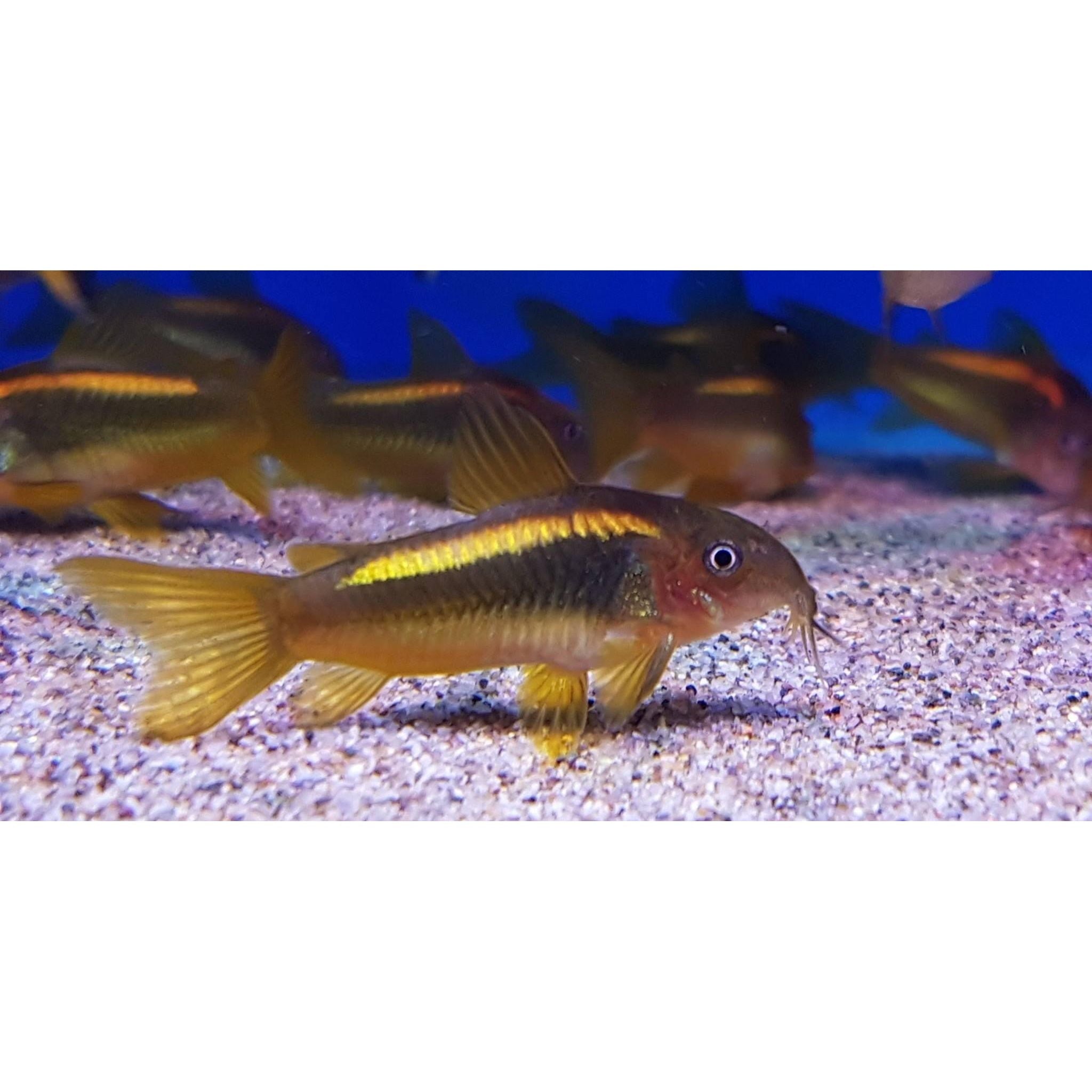 Gold Laser Corydora
