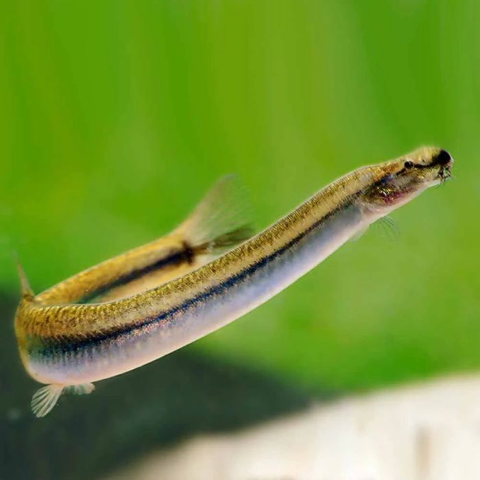 Slender eel-like fish with pale underside, dark lateral stripe and translucent fins swimming against soft green aquarium background