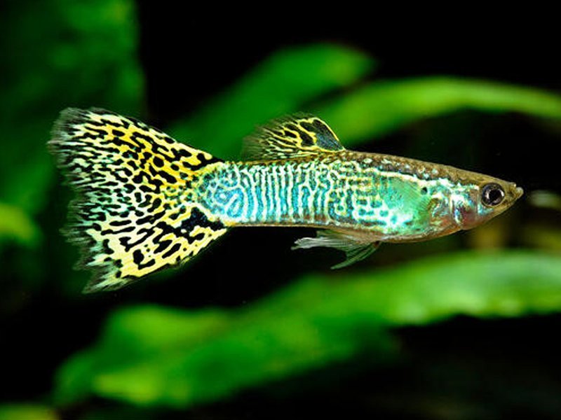 Green Cobra Guppy Pair