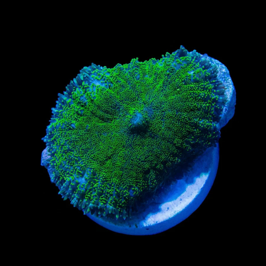 Green Rhodactis Mushroom