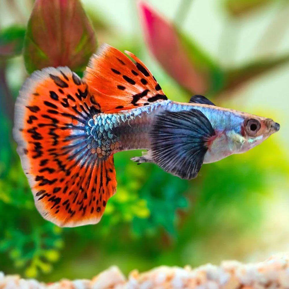 Red Mosaic Male Guppy