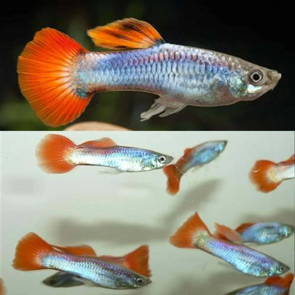 Assorted Male Guppy