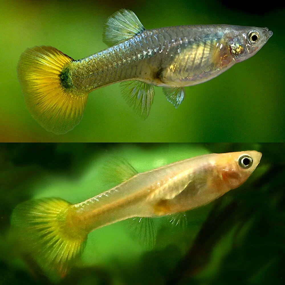 Mixed Female Guppy