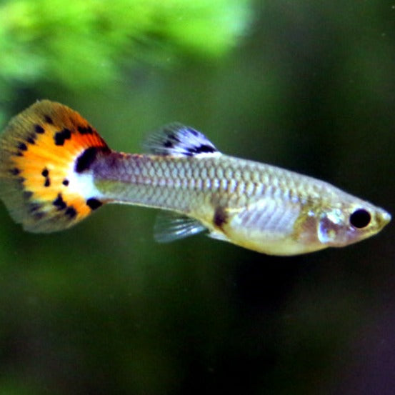 Mixed Female Guppy