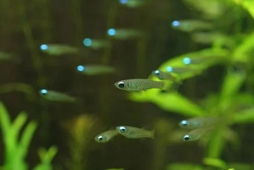 Lampeye Killifish