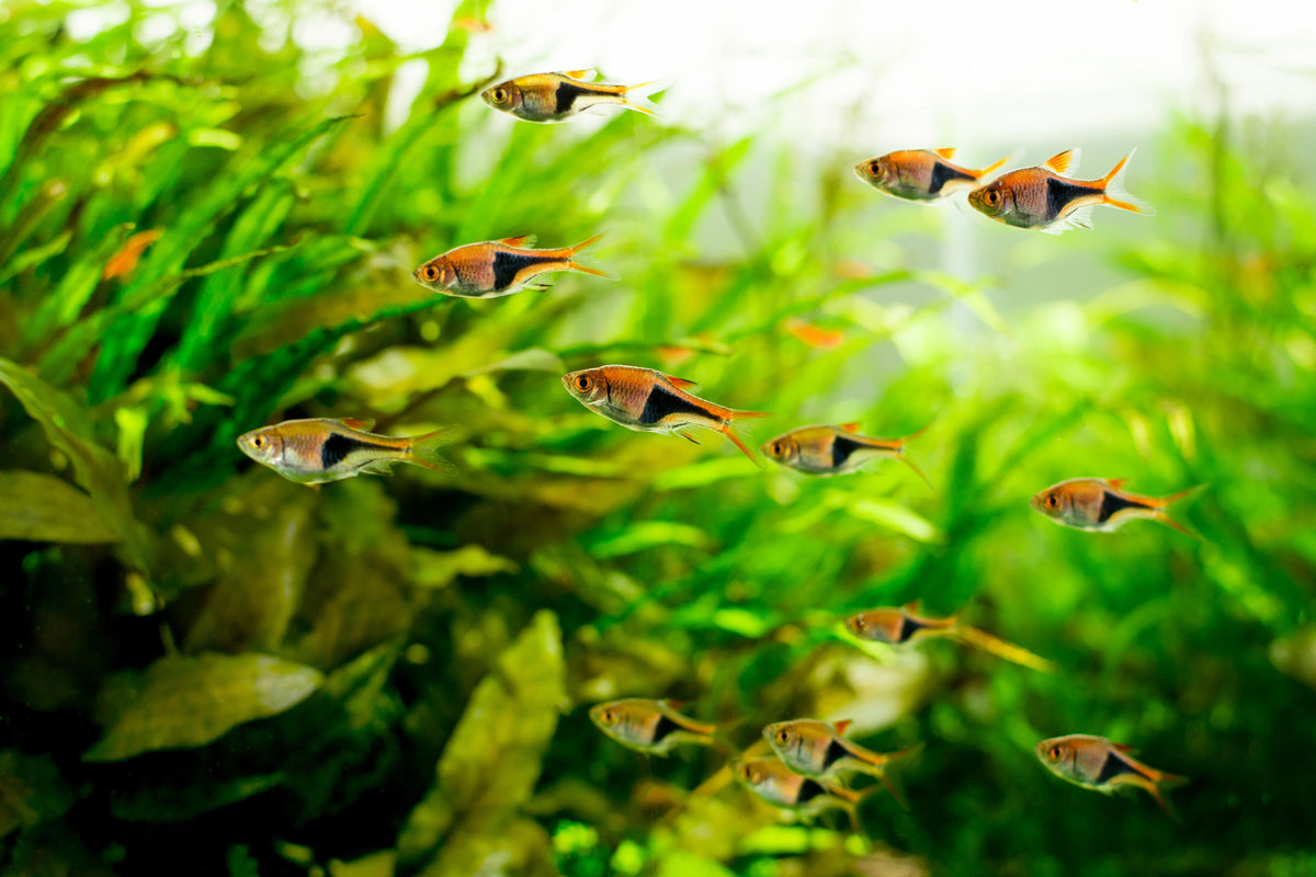 Harlequin Rasbora