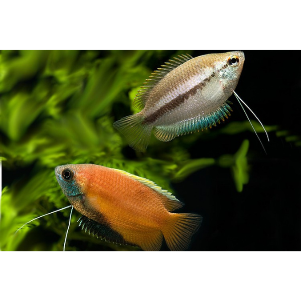 Wild Honey Gourami