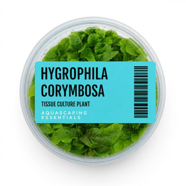Aquascaping Essentials Hygrophila Corymbosa Tissue Culture