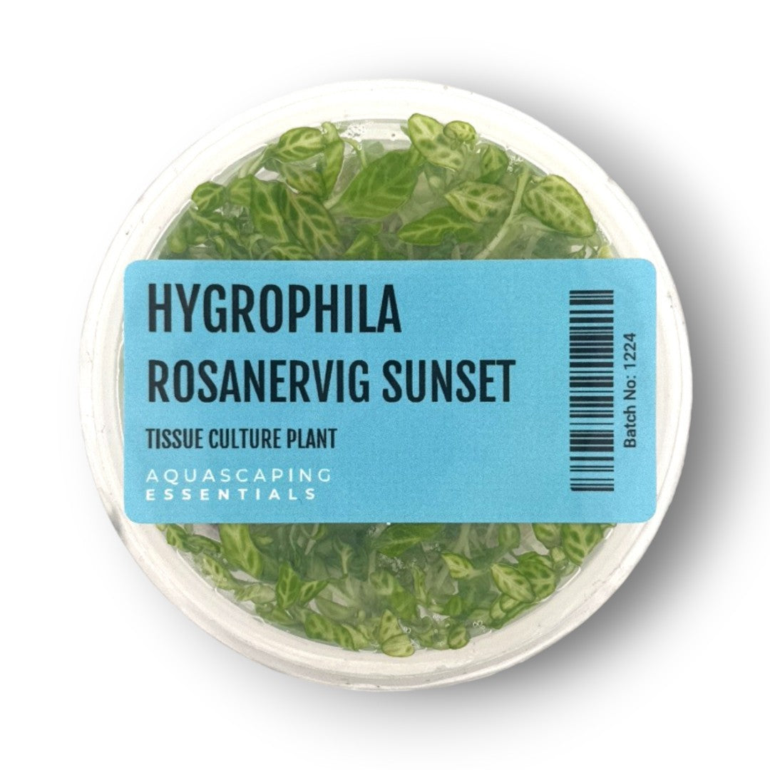 Aquascaping Essentials – Hygrophila Rosanervig Sunset Tissue Culture