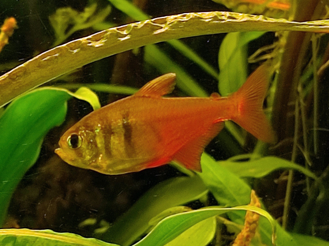 Flame Tetra