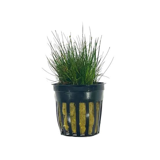 Dwarf Hairgrass