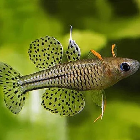 Gertrudes Blue Eye Rainbowfish (Pseudomugil gertrudae)