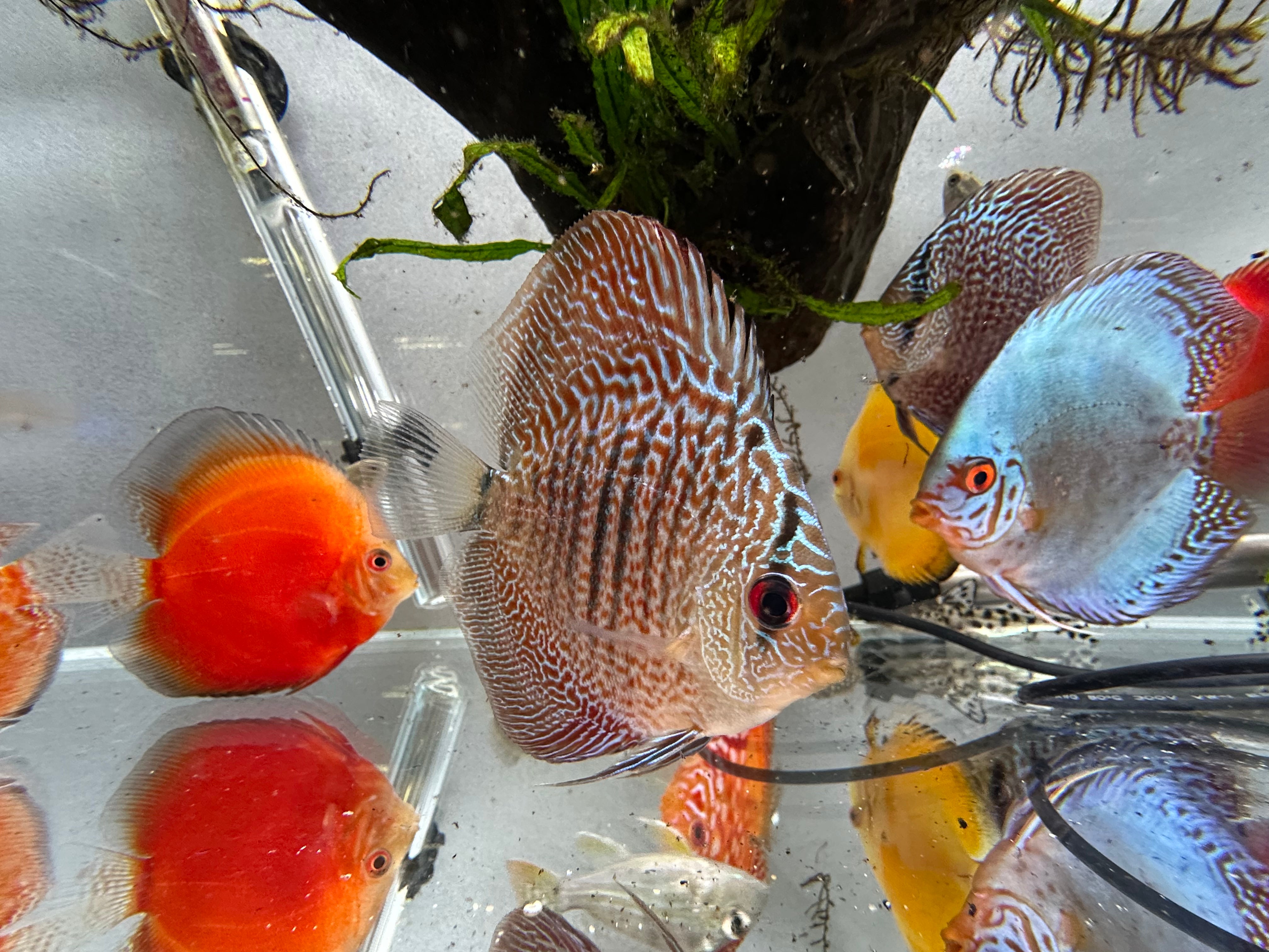 Snakeskin Discus