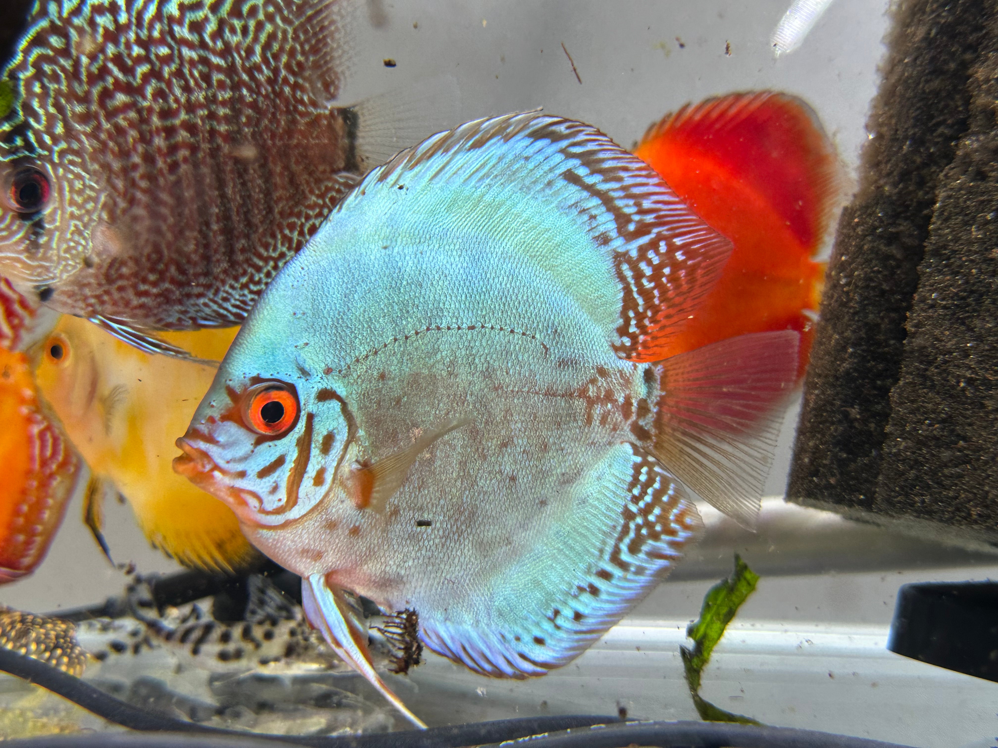 Brilliant Blue Discus